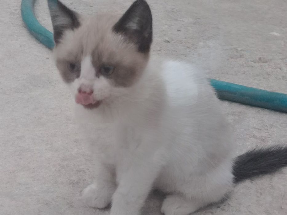 Dá-se gatinhos bebés