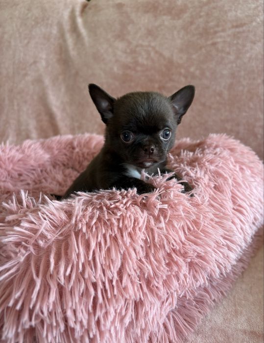 Chihuahua śliczny piesek Bruno