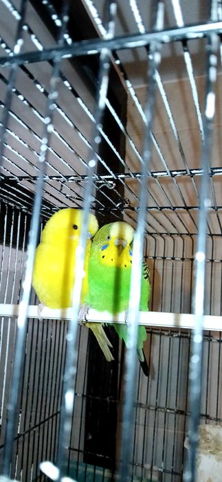 Piriquiros para troca.