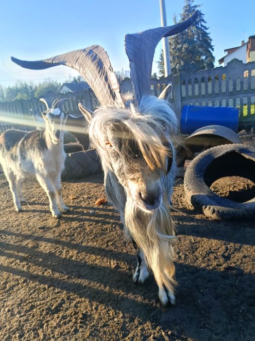 Koziołek reproduktor