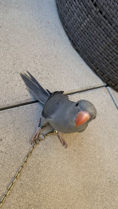 Ring neck domesticado -oportunidade