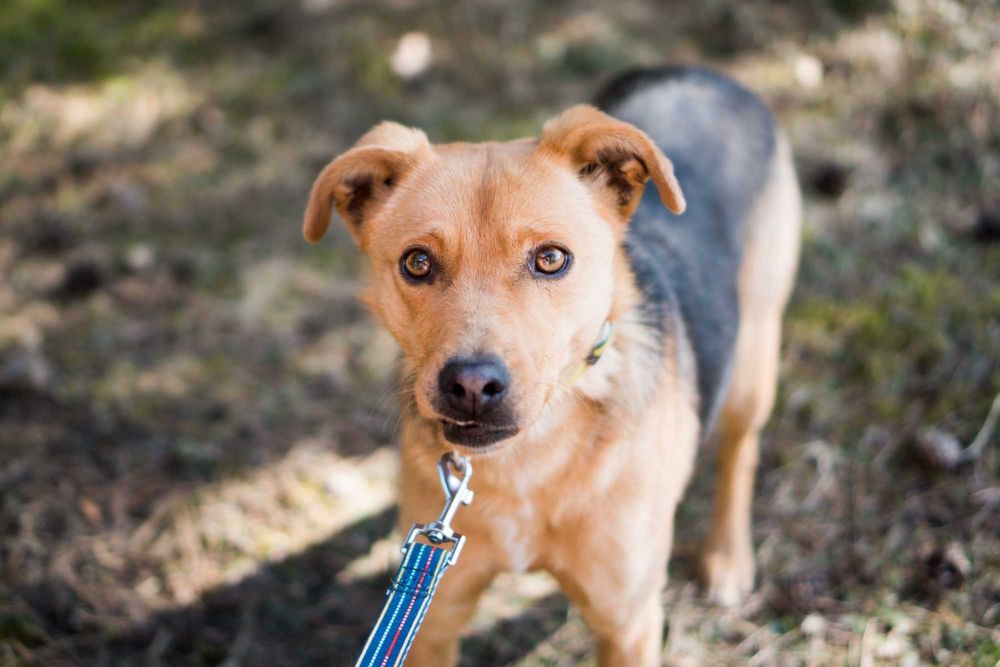 2 letnia Fraszka do adopcji!