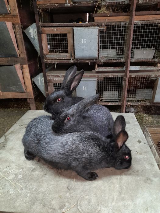 Кролики разновозрастные 150 грн