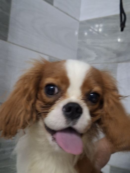Cavalier King Charles Spaniel Pies