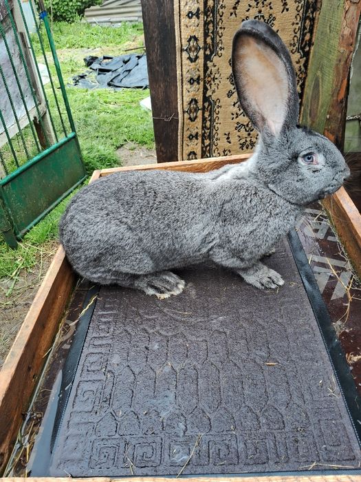 Кролі кролики європейська шиншила євро шиншила