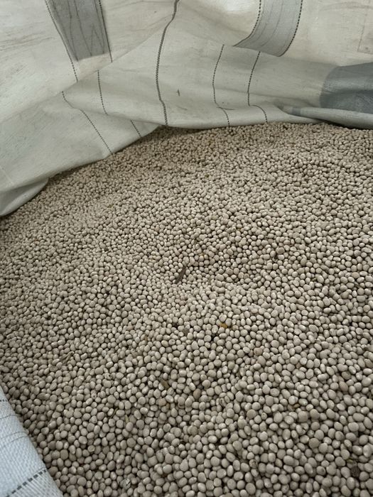 Łubin biały ekologiczny