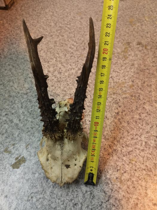 Rogi koziołka sarny z czaszką