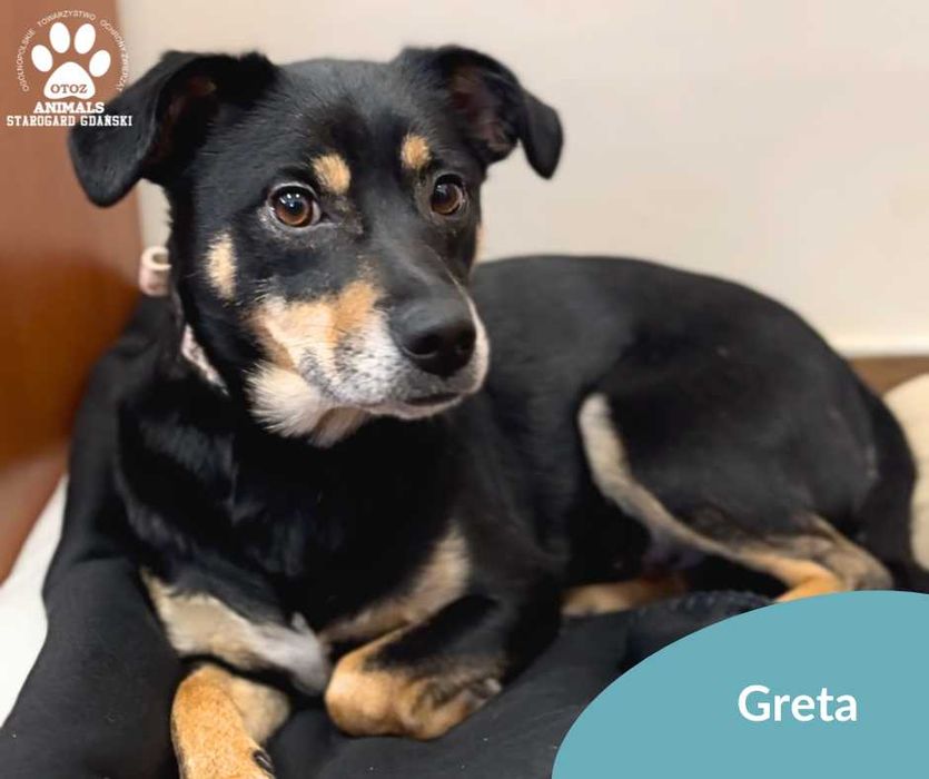 Nieśmiała, łagodna suczka Greta do adopcji