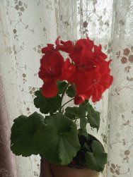Вазон Герань гарного насиченого червоного кольору