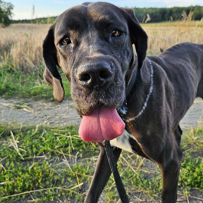 Dog niemiecki Prima 11mies suka adopcja