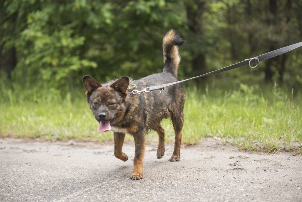 Bungee: łagodny, przyjazny eksplorator