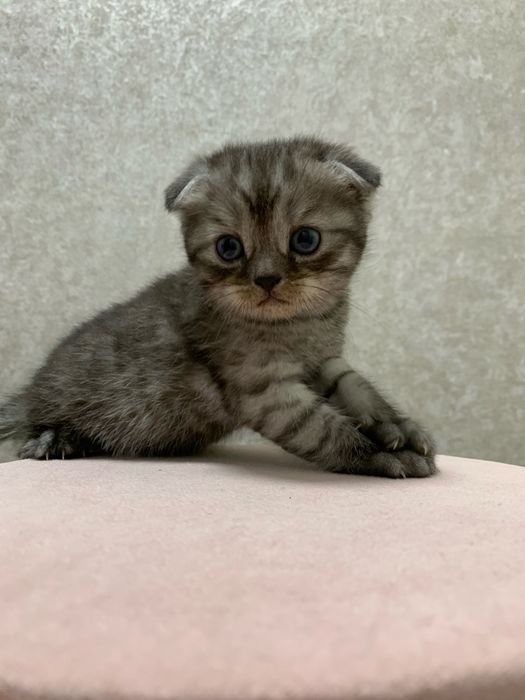 Висловухі шотландські кошенята , скоттіш фолд