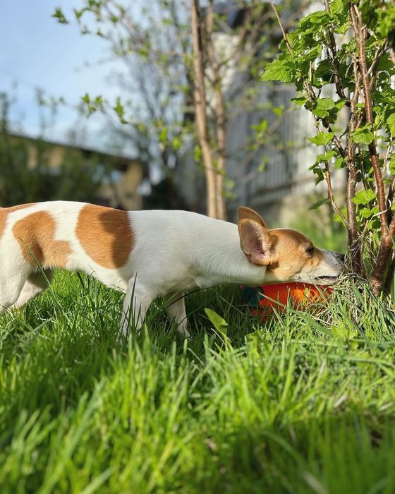 Порода Джек-Рассел 6 місяців