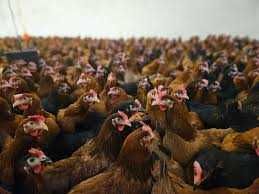 Kury nioski Rosa Messa Tetra ISA Dominant Leghorn Sendi ! Zapraszam !