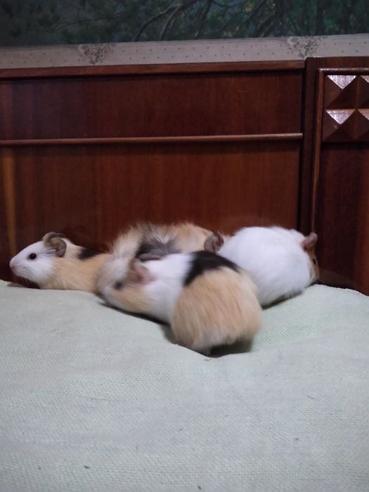 Продам морских свинок