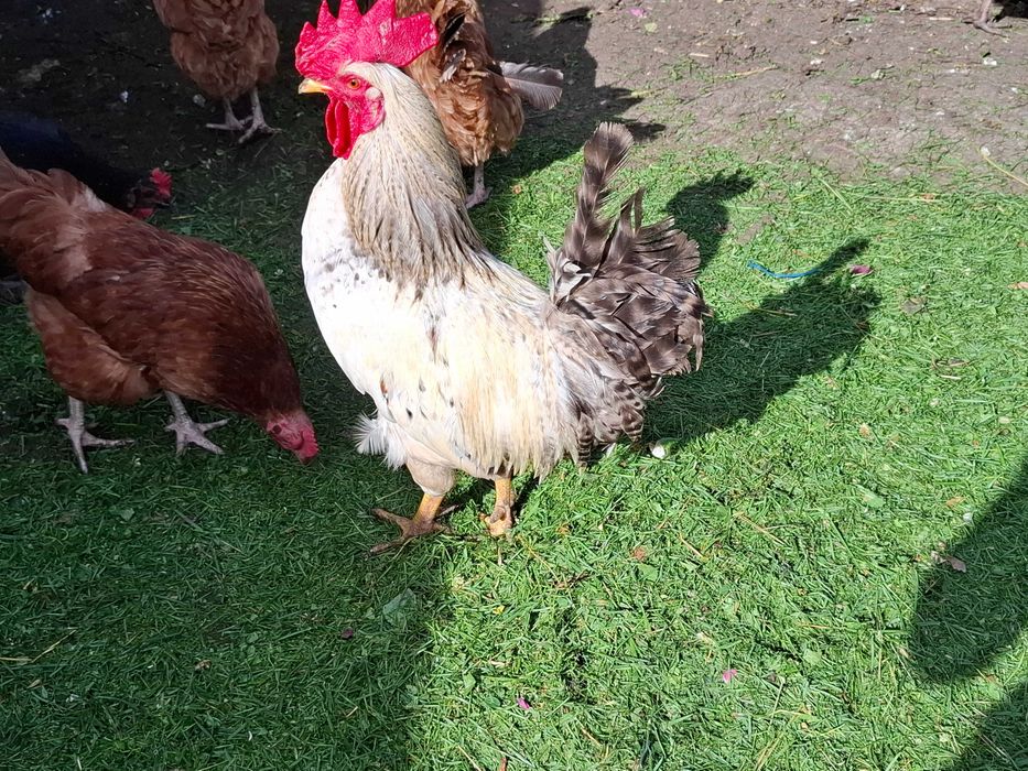 Kogut ancona leghorn