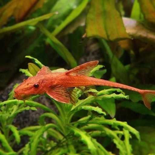 Loricaria Red lizard