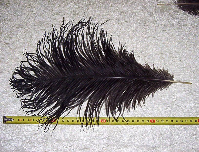 Pióra strusi afrykańskich czarne od 40do45cm, struś, strusie !