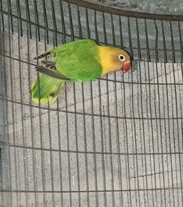 Agapornis personatas