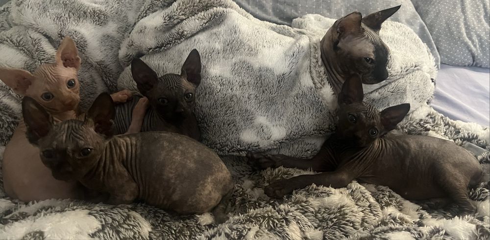 Котята сфинкс, кошеня сфінкс, кошенята сфінкс