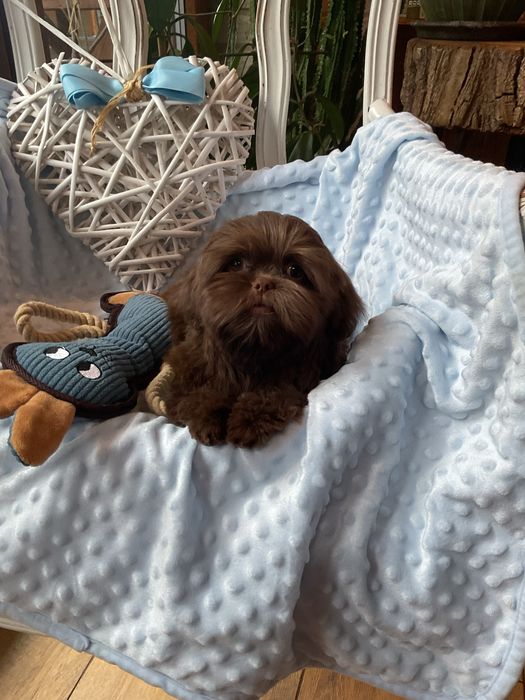 Shih-tzu Salonowy Piesek