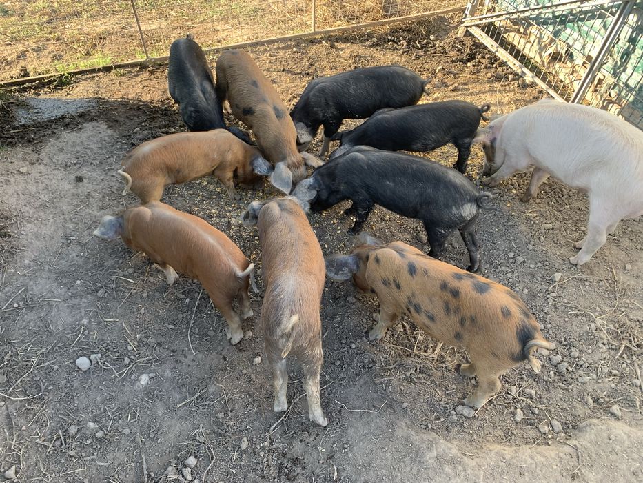 Leitões Bísaro x Duroc
