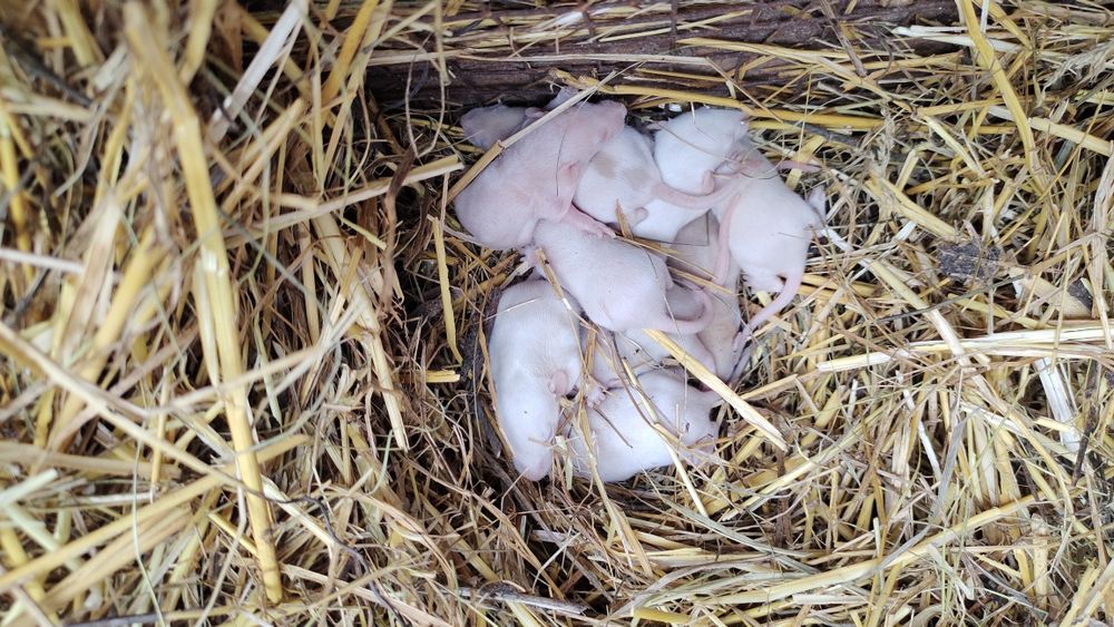 Криси Продам терміново Дамбо чорні , бежеві, руди.