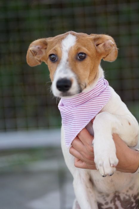 Ratatui, a Bee ou a Chone cachorros para porte medio para adocao