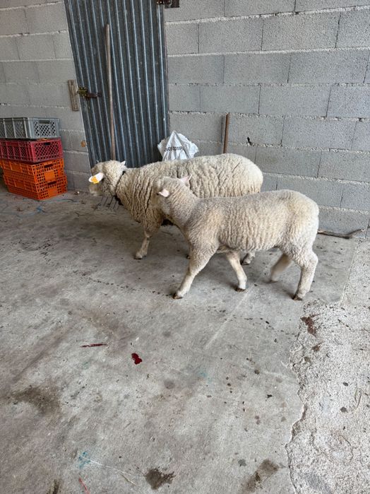 Ovelha Ilê-de-France