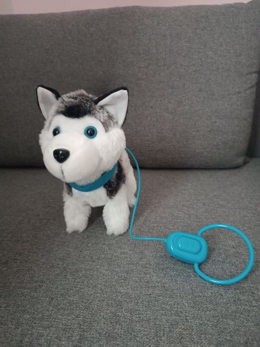 Pies na smyczy, chodzi, szczeka