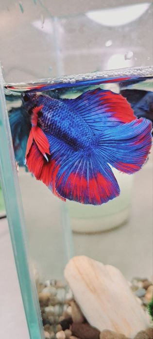 Подарунок - Королівська рибка в акваріумі на 5 л