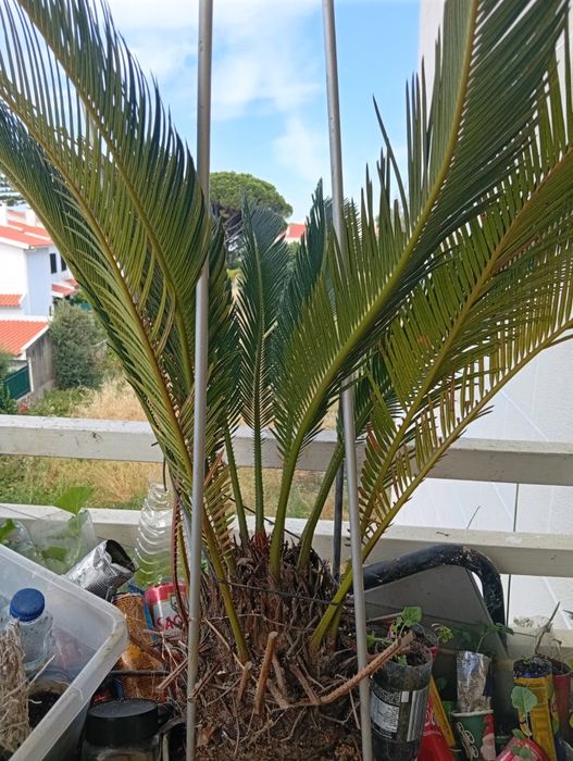 Palmeira cica grande e bonitaPalmeira decorativa de grandes dimensões, com folhas verdes e frondosas. Ideal para decorar o interior ou exterior da sua