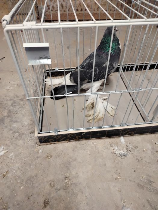 Garłacz pomorski samica 25