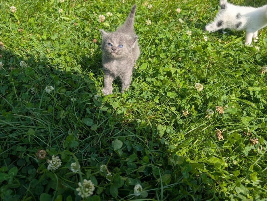 Віддам безкоштовно котиків
