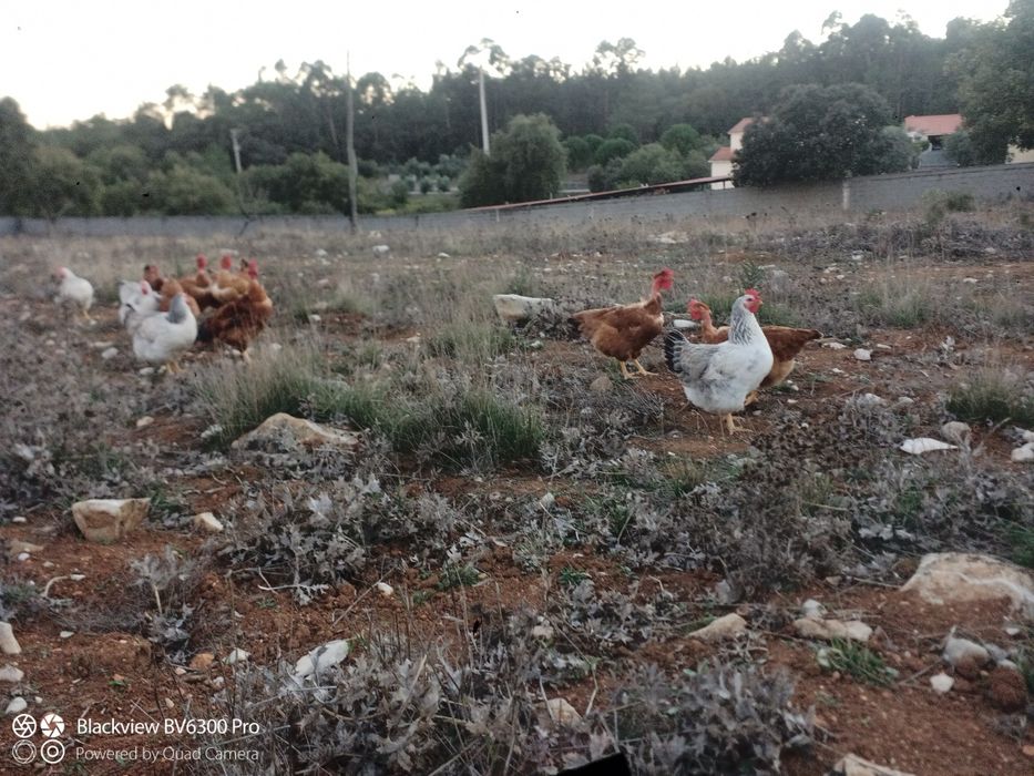 Galos do campo  caseiros