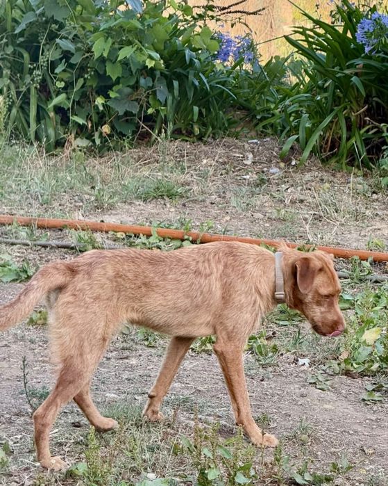Cão com cerca de 1 ano para adoção responsável