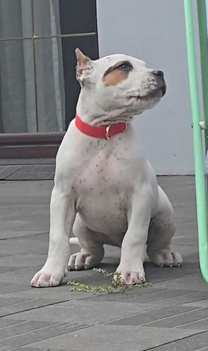 American bully xl