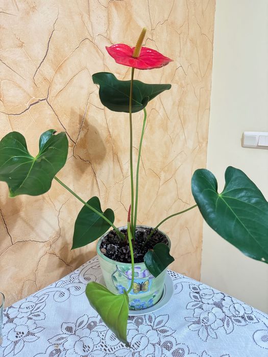 Антуріум червоний
