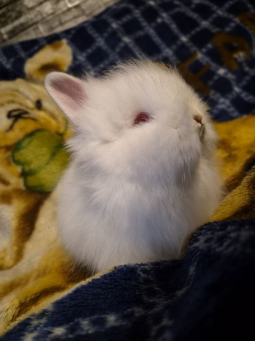 Króliczek Teddy.
