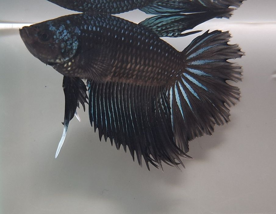Peixe Betta adulto - 15 €