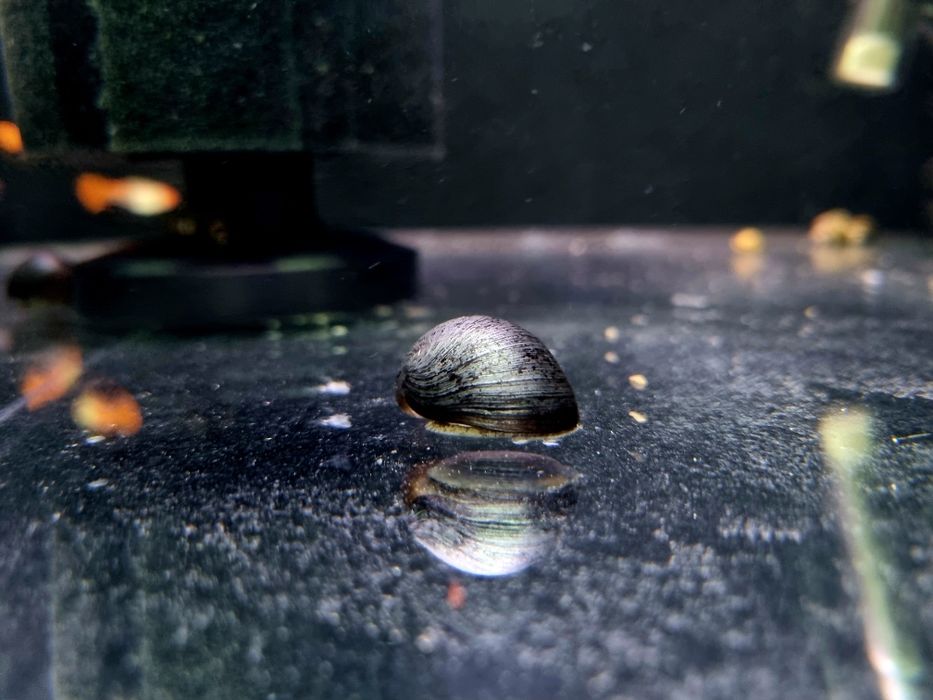 Ślimak helmet zjada glony