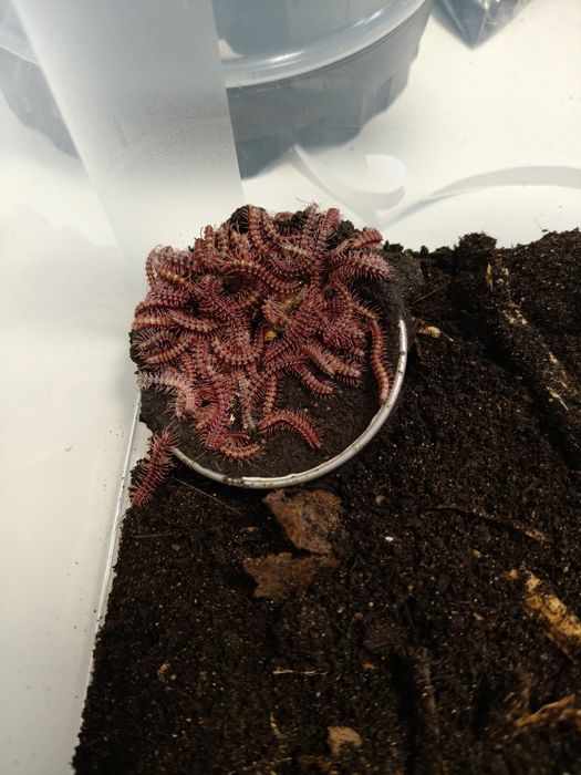 Desmoxytes planata – różowe krocionogi (dragon millipede)