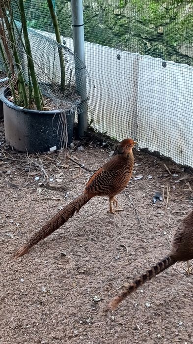 Faisões dourados de 2025