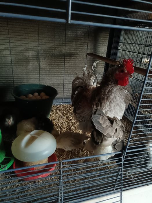 Casal de Cocós com 5 Pintos