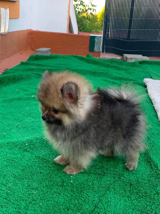 Spitz anão fêmea