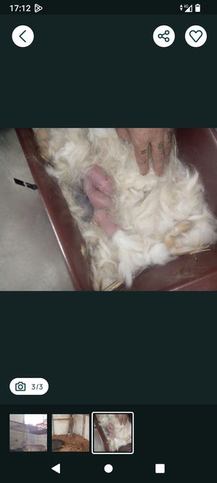 Ótimos coelhos grandes