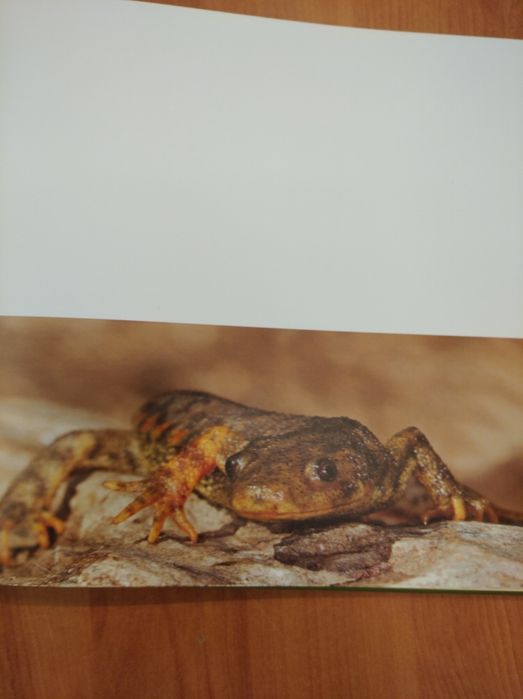 Livro "Anfíbios de Portugal"