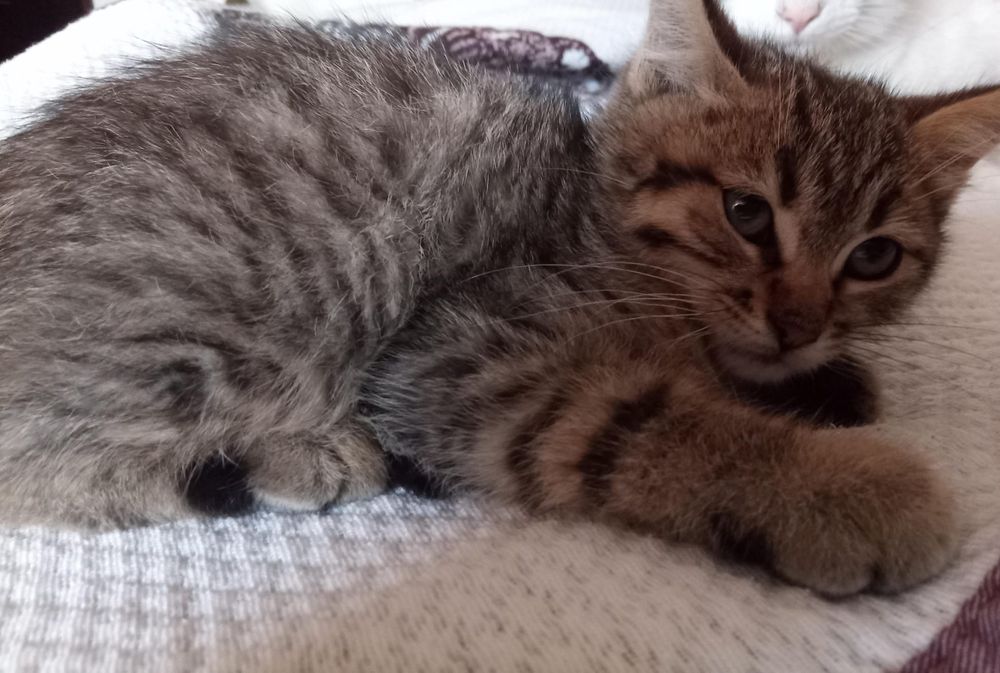Gatinho lindo e fofo