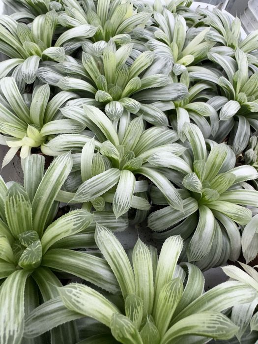 Haworthia truncata limegreen variegata obtusa limifolia sansevieria