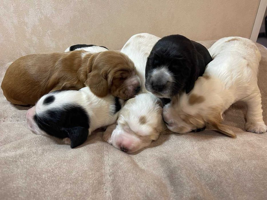 Щенята англійського кокер спаніеля